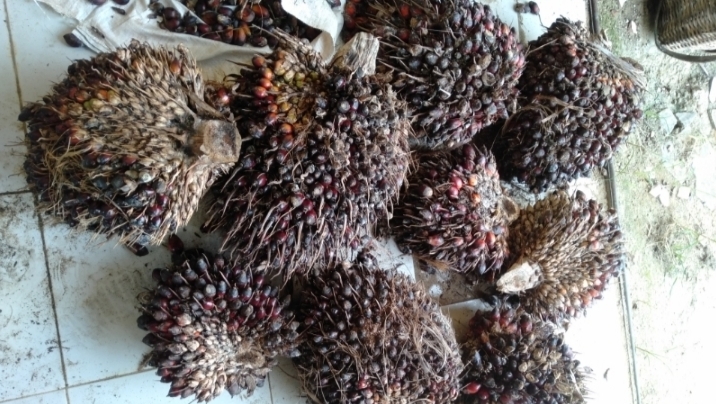 Petik Buah Sawit di Kebun Orang, Seorang Warga Bagan Nibung Diamankan Polsek Simpang Kanan