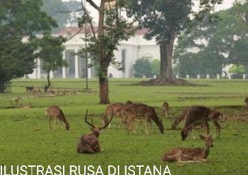 Innalilahi, Paspampres Tewas Diseruduk Rusa di Istana Presiden