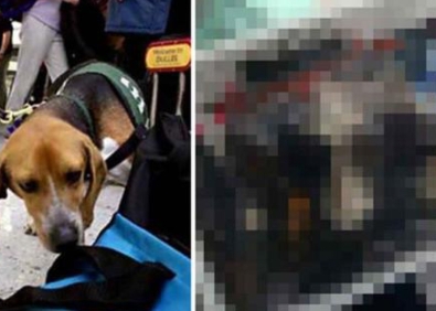 Anjing Polisi Ini Menemukan Paket yang mencurigakan, Isinya Bikin Syok dan Menakutkan, Bukan Narkoba