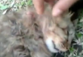 Heboh! Seorang Jenderal TNI Tembak Kucing Hingga Mati di Sesko TNI Bandung, Alasannya Bikin Geleng-geleng Kepala