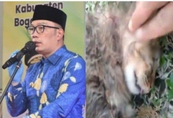 Ini Reaksi Ridwan Kamil Usai Dengar Kucing Ditembak Mati Oleh Brigjen NA