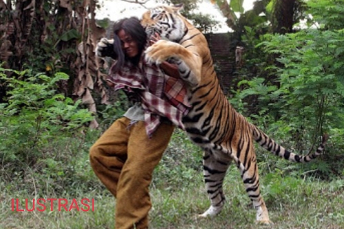 Ini Detik-Detik Mencekam Emak-Emak Duel Lawan Harimau dengan Tangan Kosong demi Selamatkan Putranya